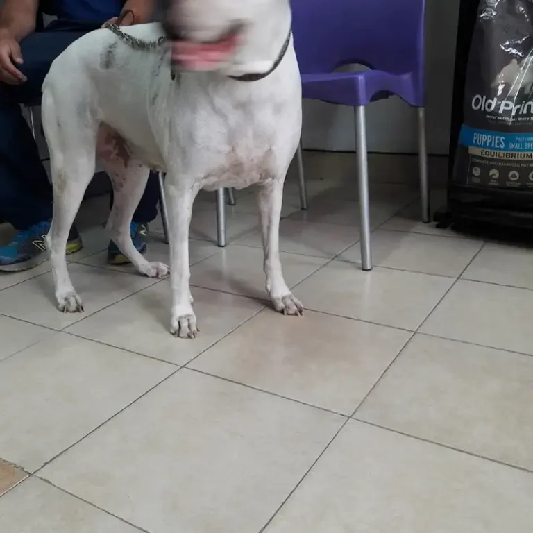 veterinaria la chacha 768x768