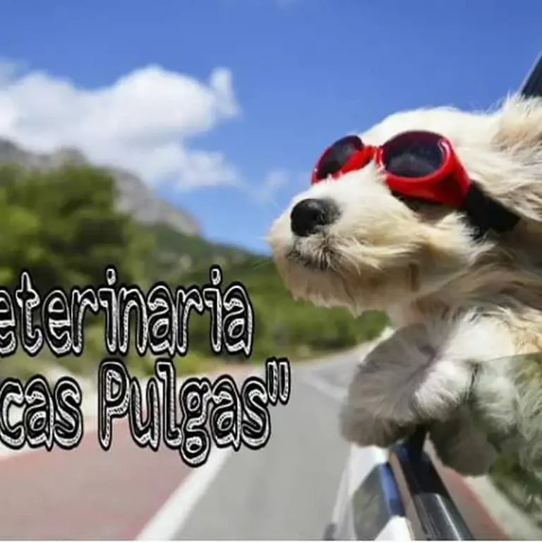 veterinaria pocas pulgas santa fe 768x768