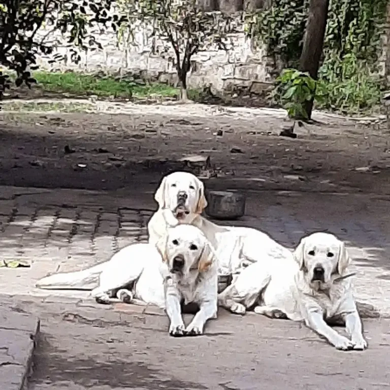 veterinaria san jorge santiago del estero 768x768