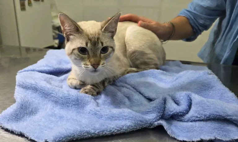 veterinaria alondra banfield 768x459